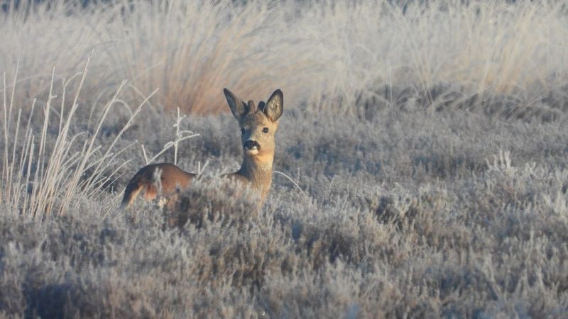 Natuurexcursie Wekeromse Zand 15 februari 2025