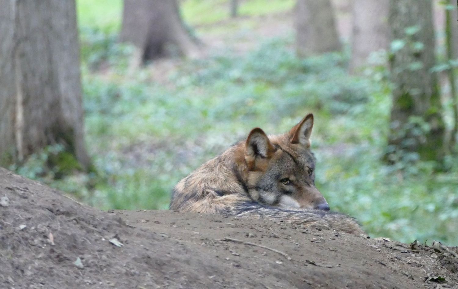 Wildexcursie Veluwe 4 oktober 2025