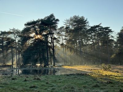 Wildexcursie Veluwe 15 maart 2025