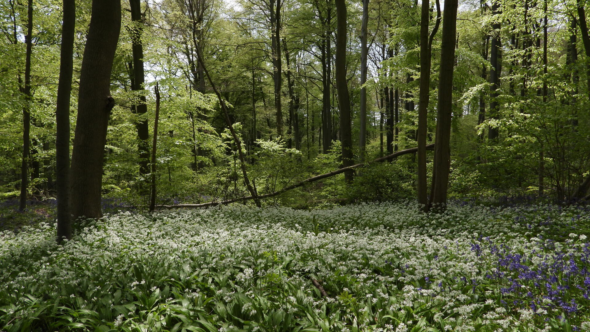 Sprookjesbos Arrangement Vlaamse Ardennen 24-26 april 2026