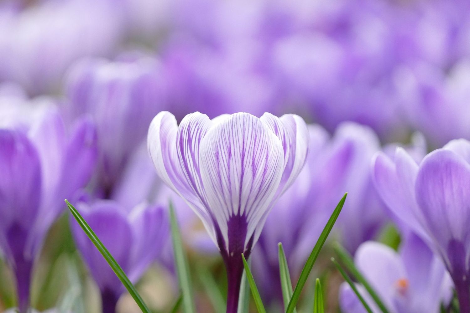 Purple Dream