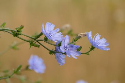 Blue Dreams