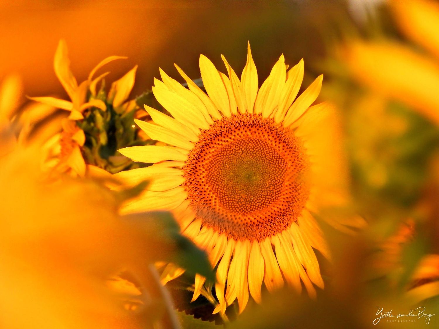 Sunflower