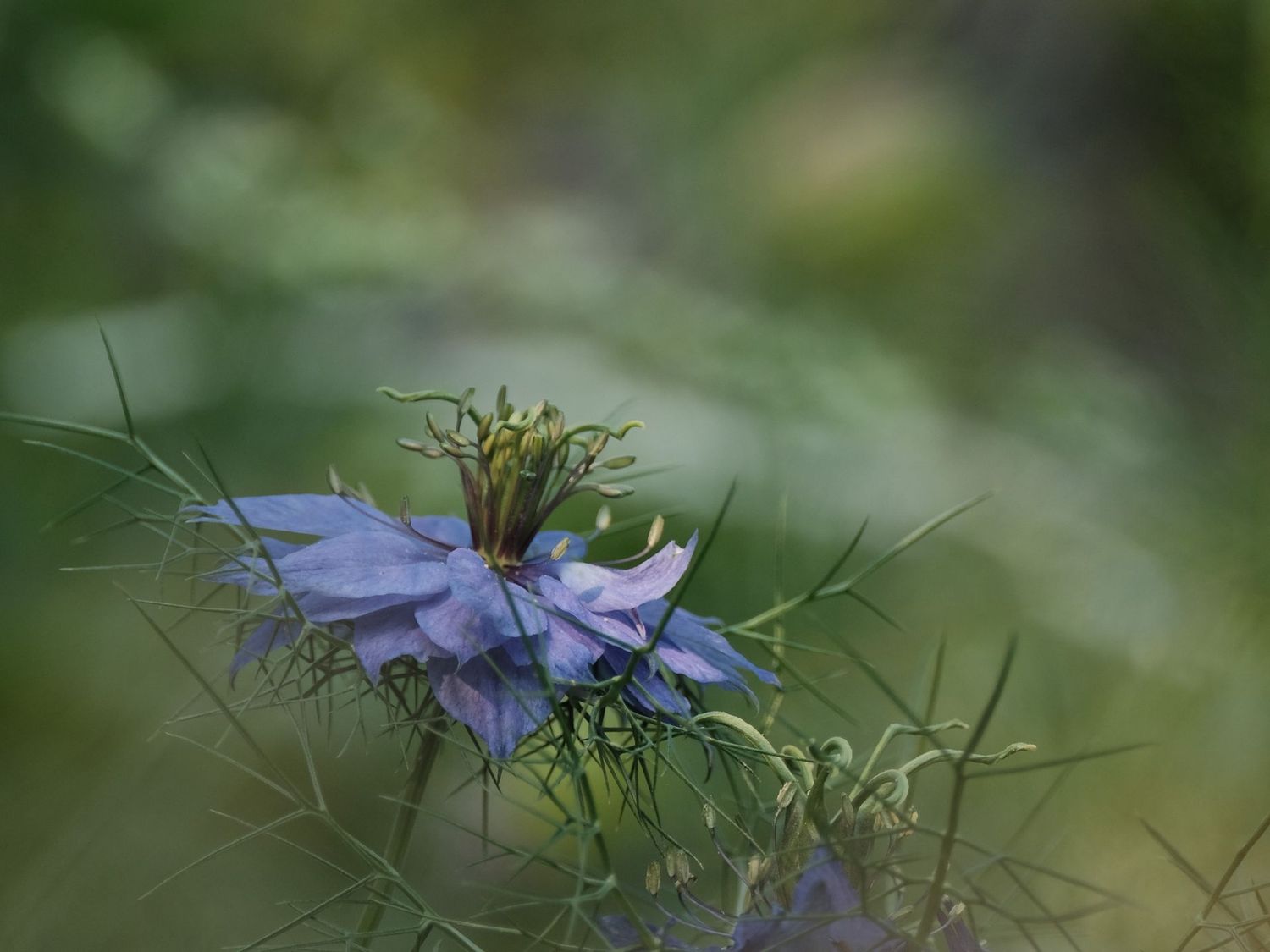 Magic Blue