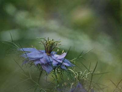 Magic Blue