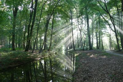 Reflection