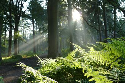 Forest Music