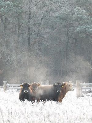 Winter