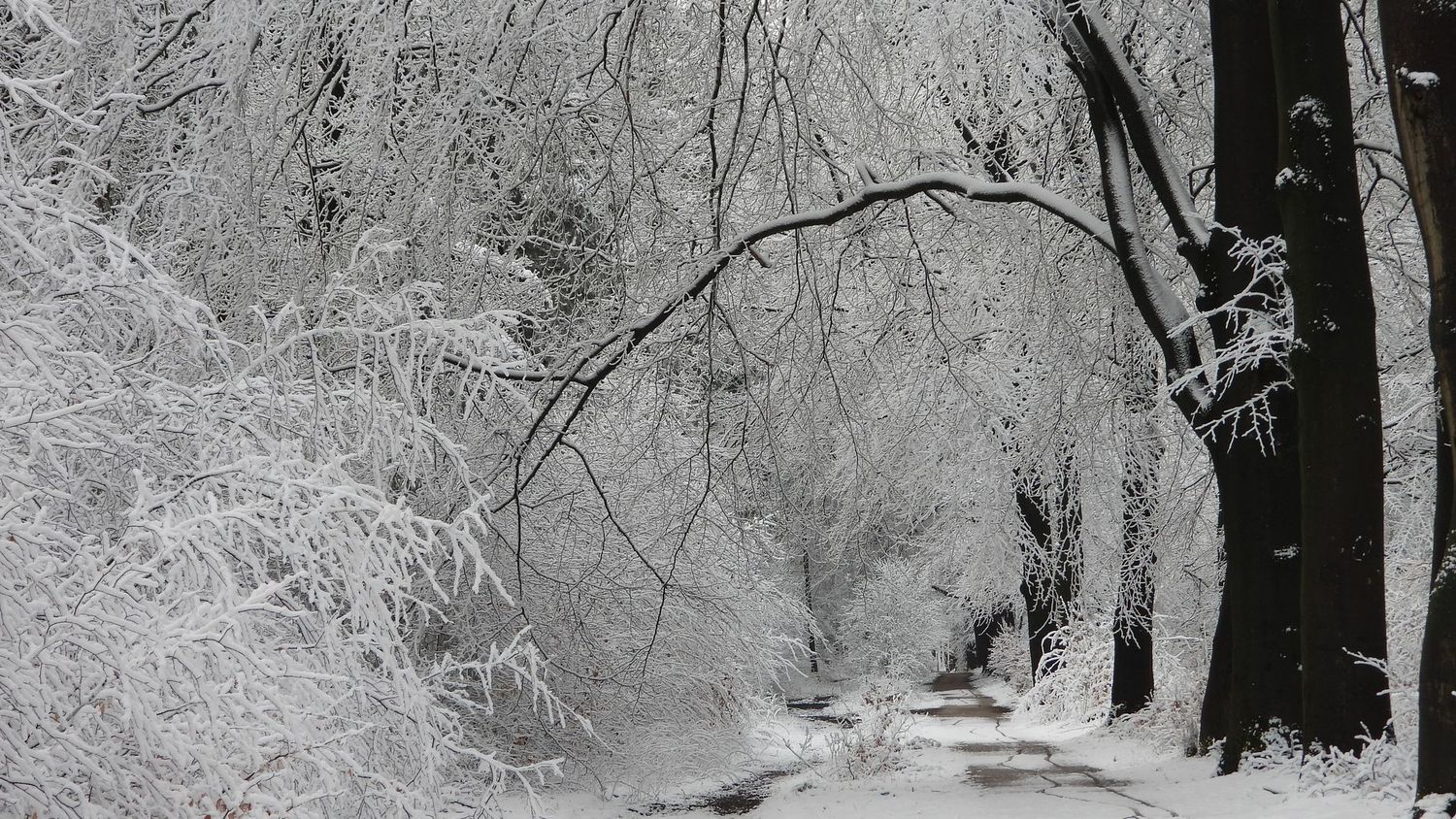 Winter Forest