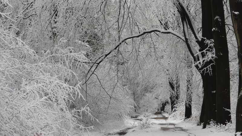 Winter Forest
