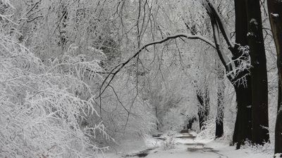 Winter Forest
