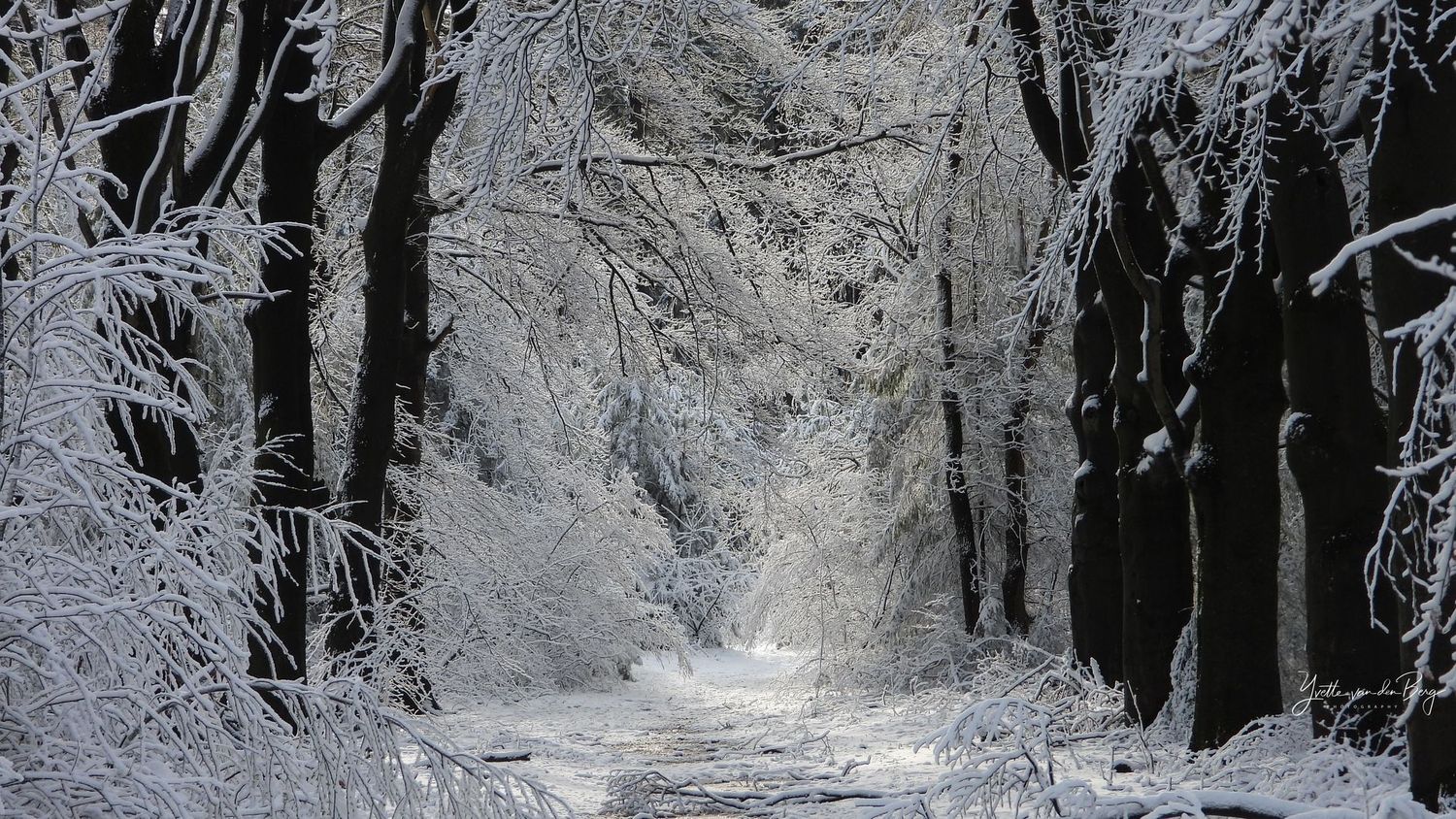 Winter Wonderland