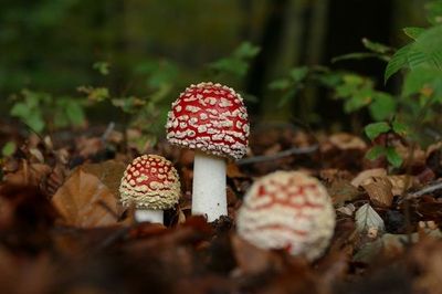 Herfst