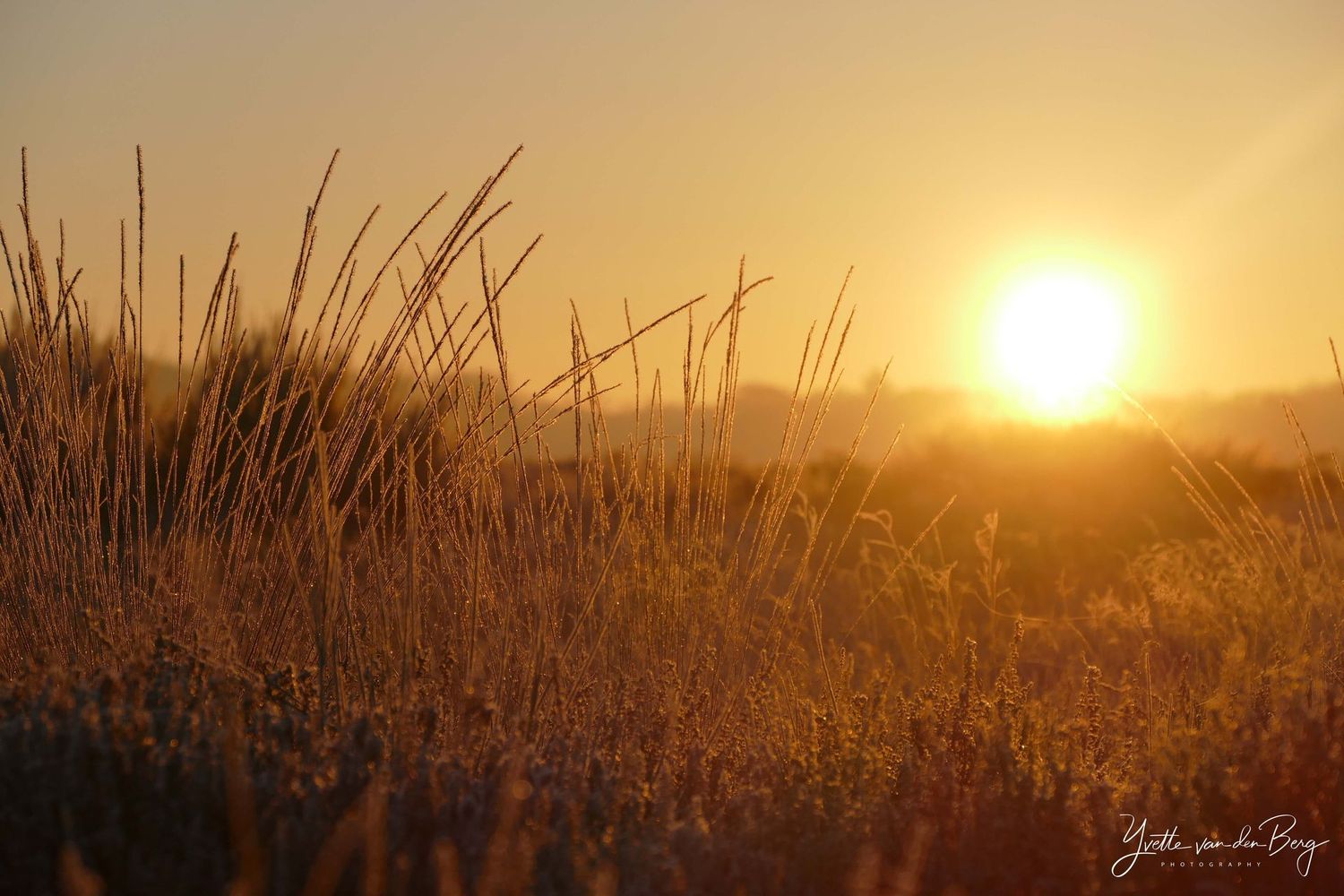 Sunrise Westerheide