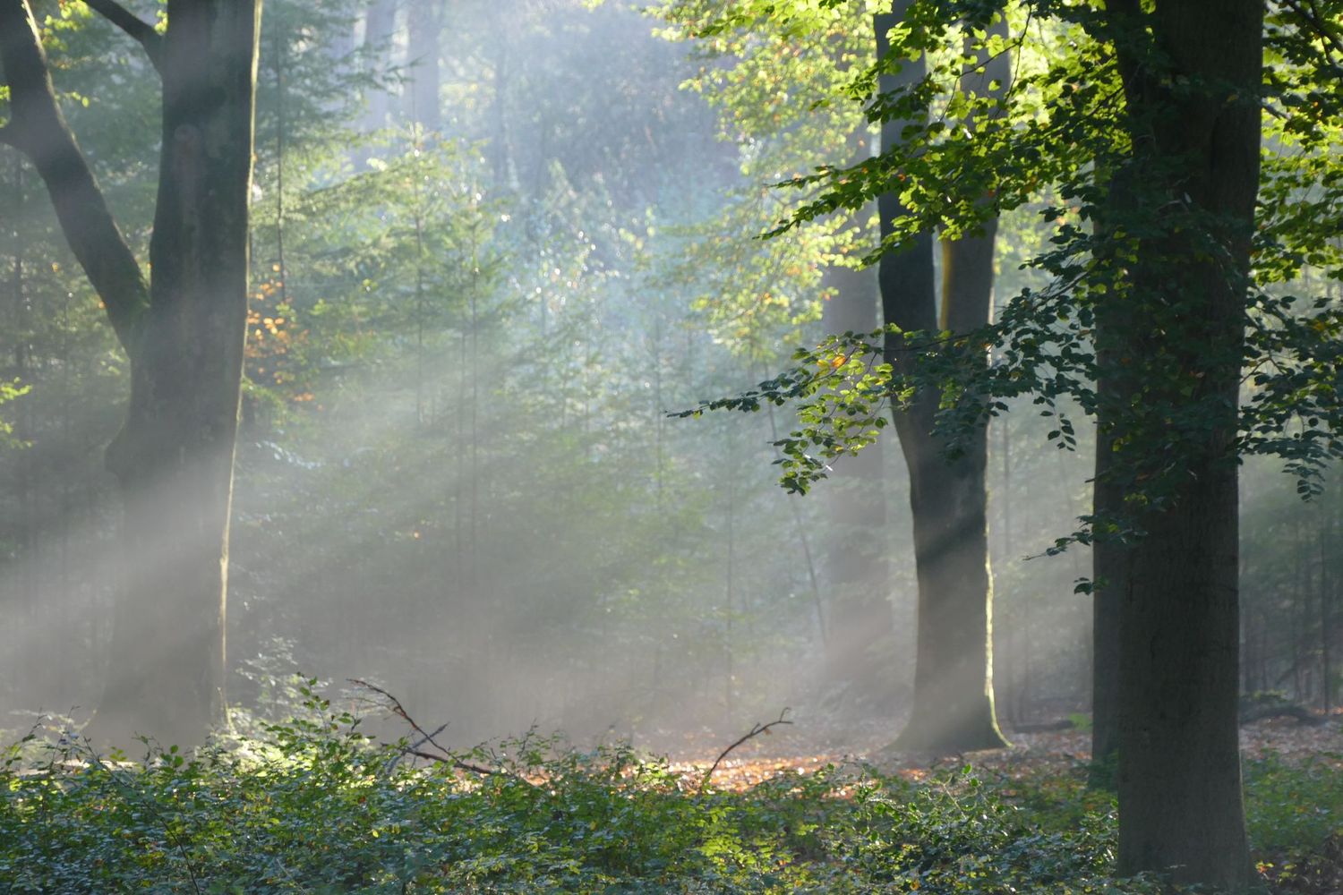 Morning Light