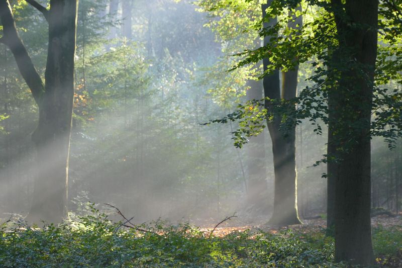 Morning Light