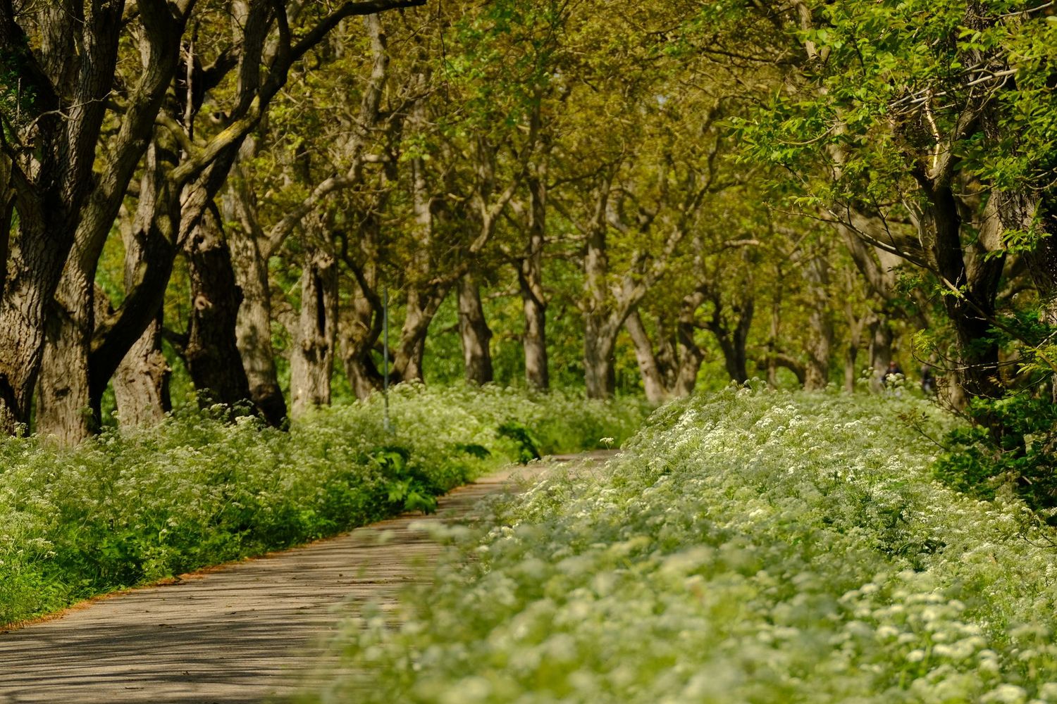 Green Bliss