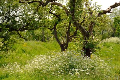 Green Happiness