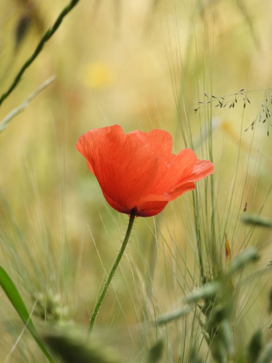 Beautiful Red