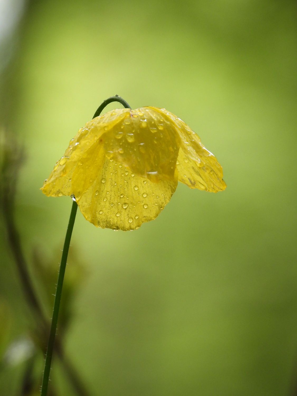 Yellow Dream