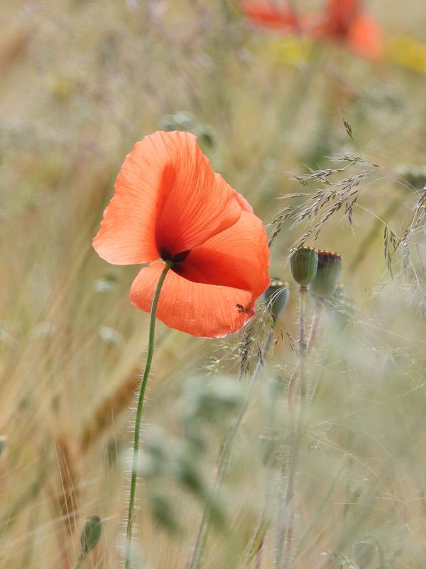 Orange Dream