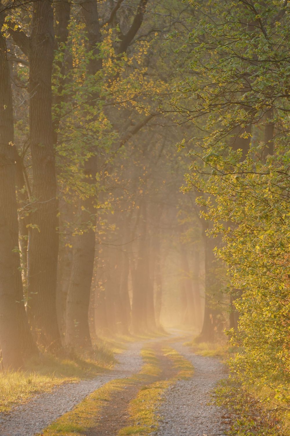 Morning Silence