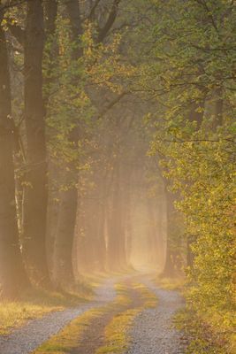 Morning Silence