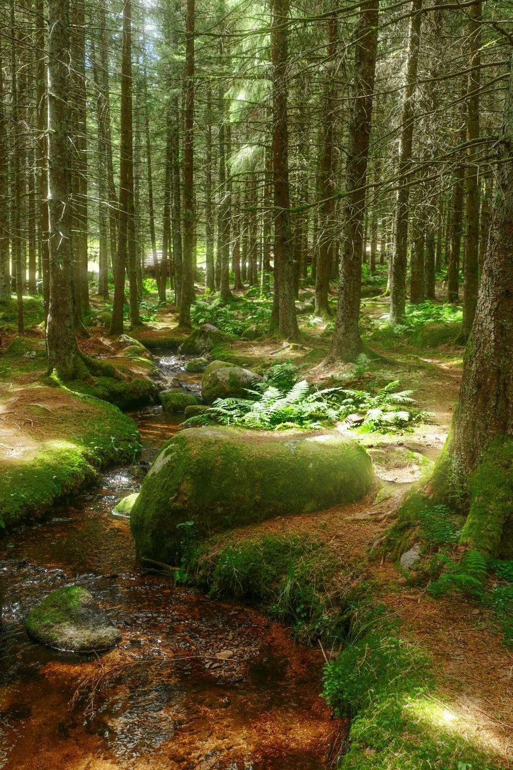 Forest Streem