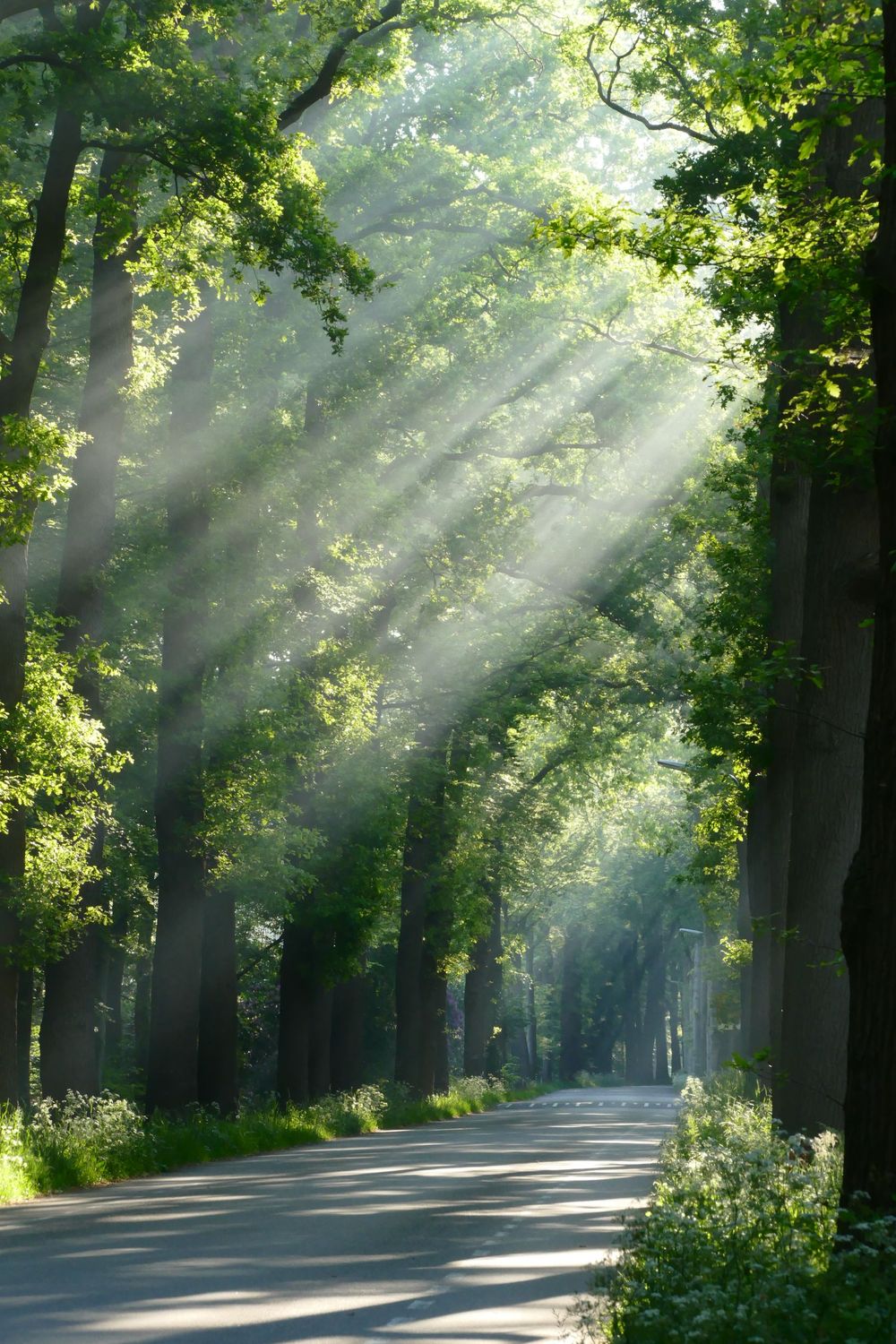 Zonneharpen