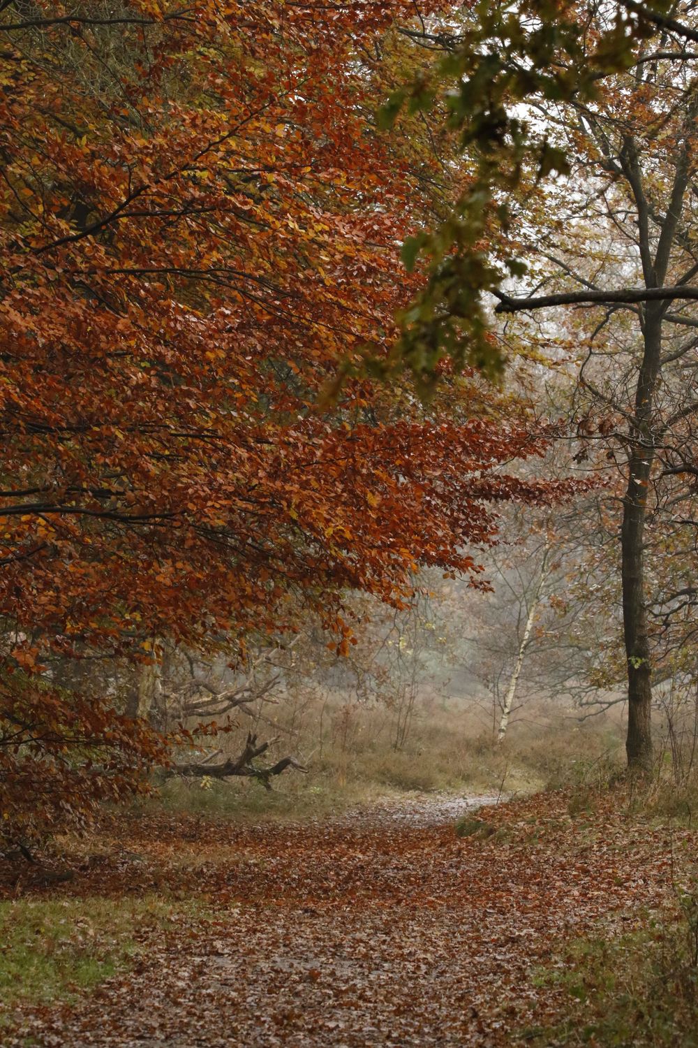 Autumn Colors