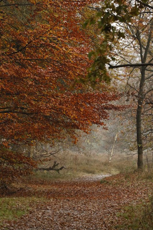 Autumn Colors