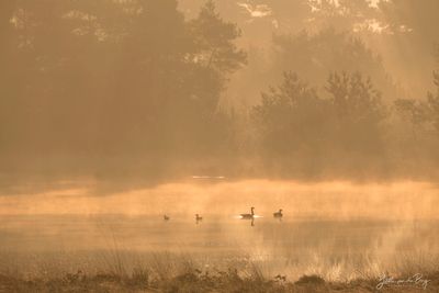 Morning Bliss Morning Bliss