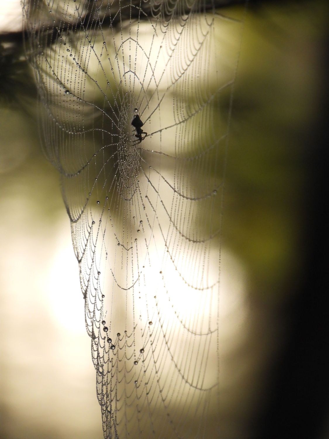 Spiderweb