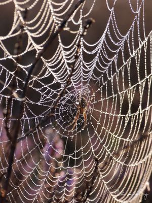 Purple Spider
