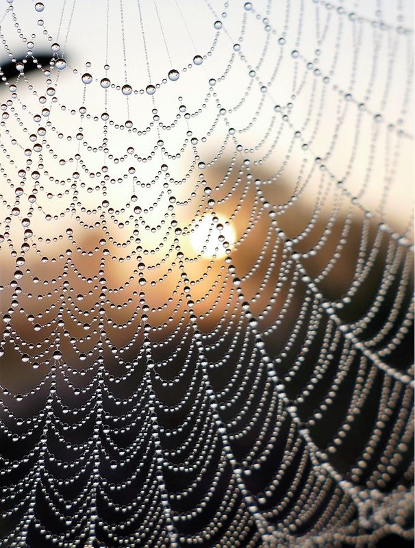 Sunrise Web