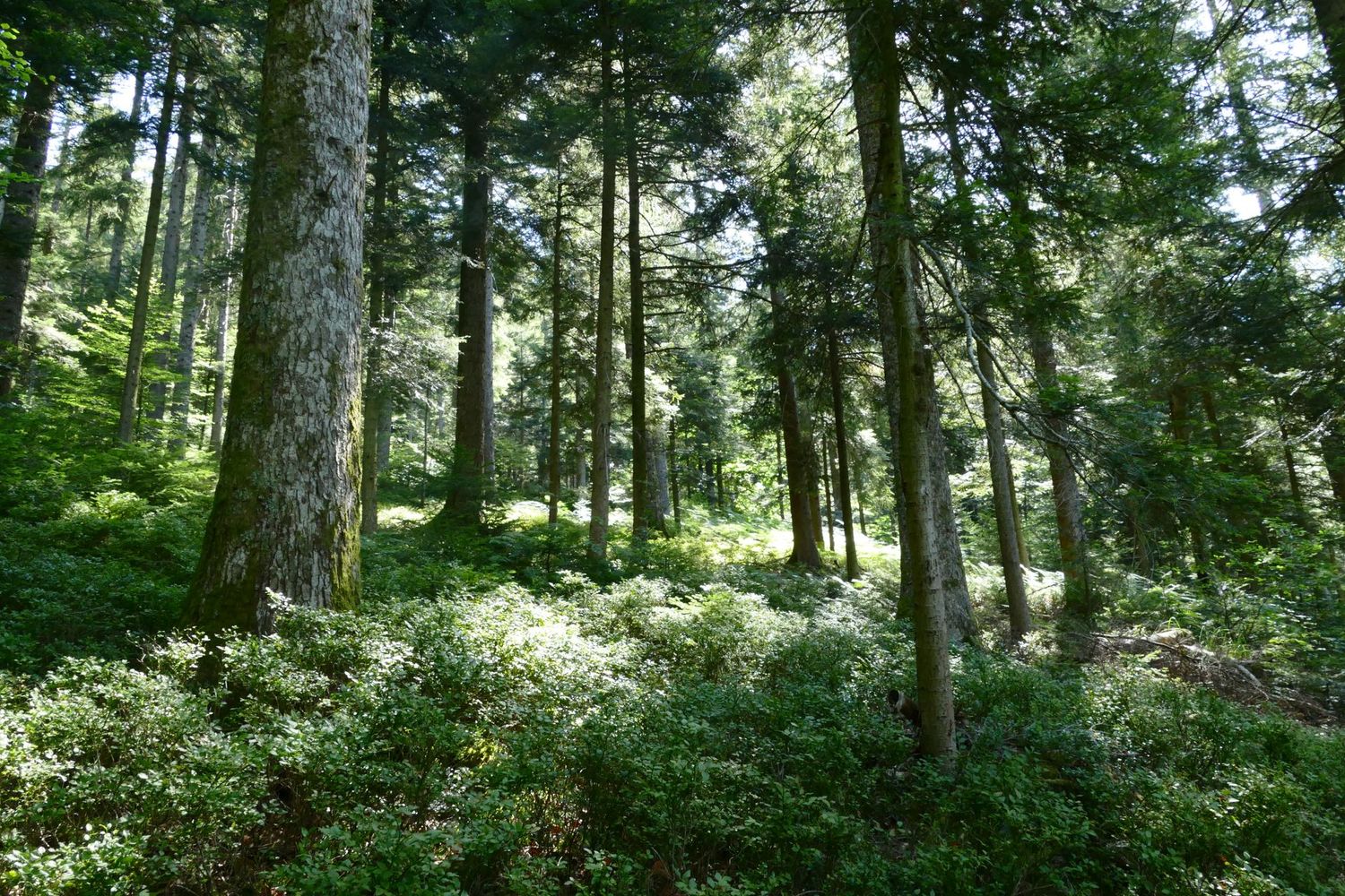 50 shades of green