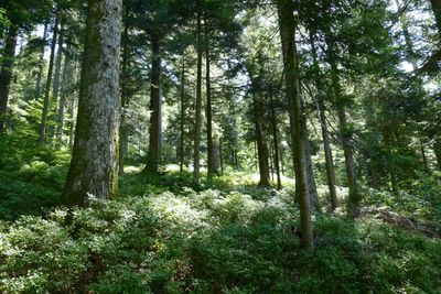 50 shades of green 50 shades of green