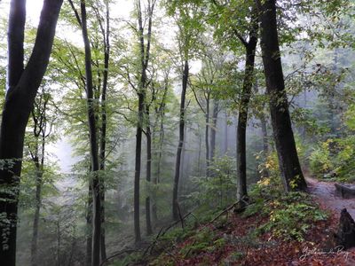 Müllerthal Luxemburg Müllerthal Luxemburg