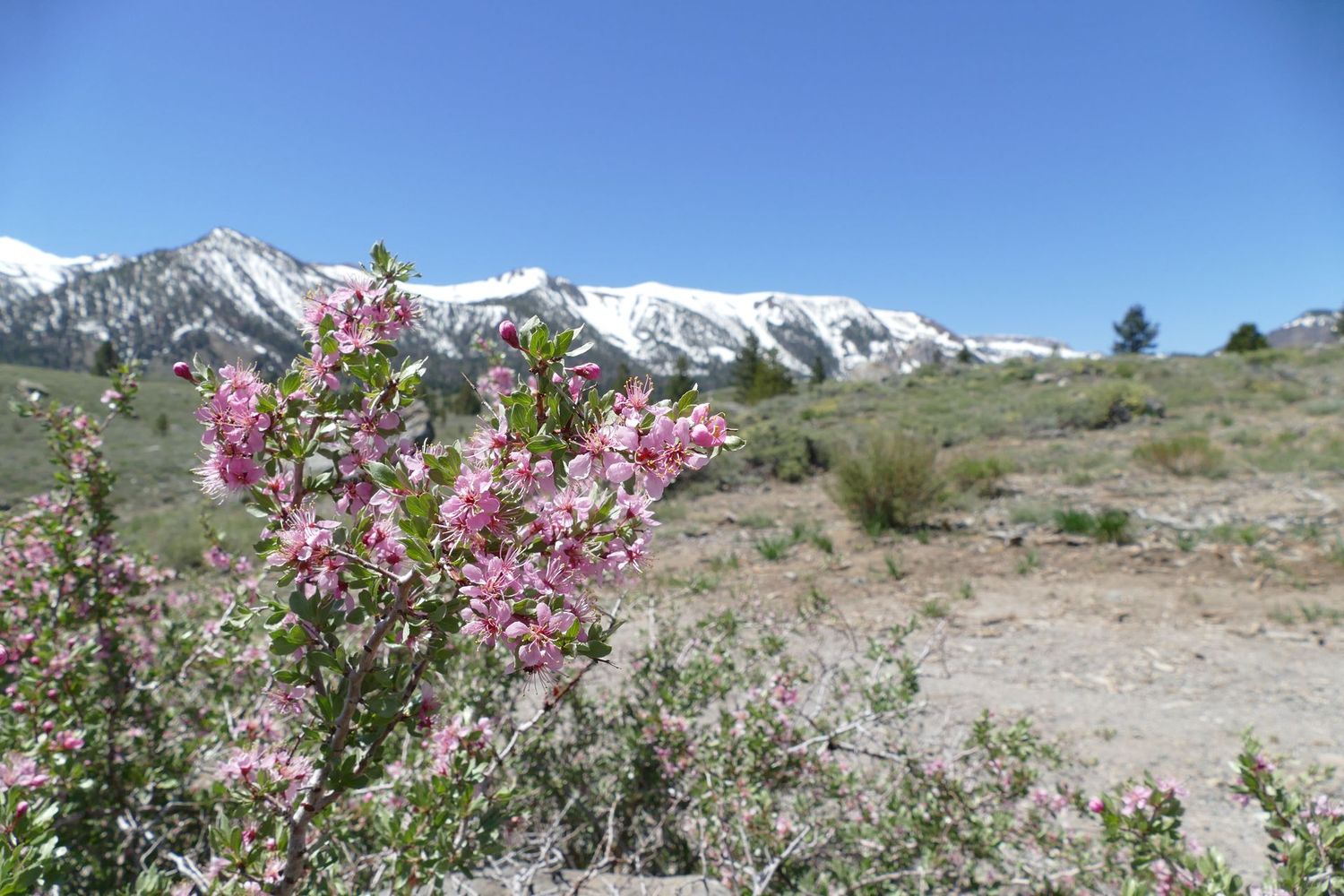 Sierra Nevada