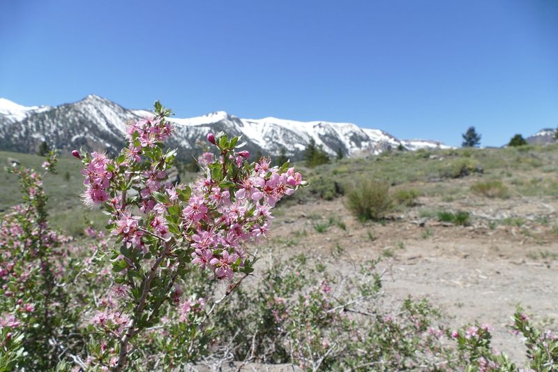 Sierra Nevada