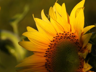 Sunflower in morning light