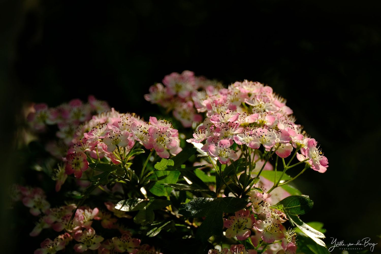Pink Dream