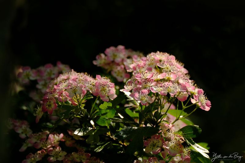 Pink Dream