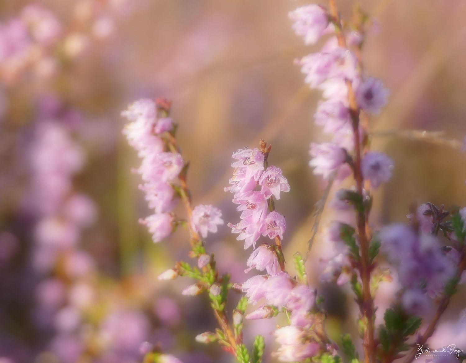 Purple Joy