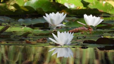 White Water Lily