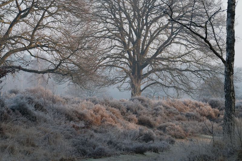 Stulp heide