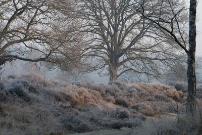 Stulp heide Stulp heide