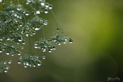 Magical Drops