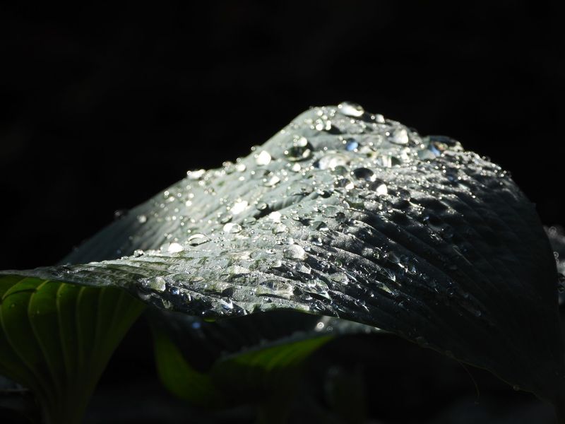 Hosta