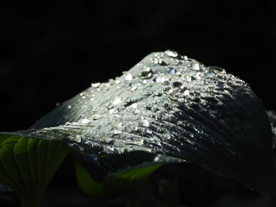 Hosta